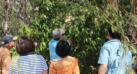 Magnetic Island Tour: Maggie Comprehensive - Tourism Hervey Bay 6