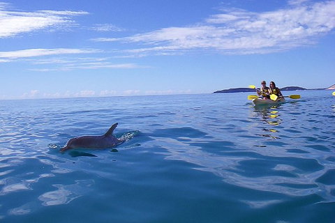 Half-Day Kayak With Dolphins And 4WD Beach Drive From Rainbow Beach - Hervey Bay Accommodation 9