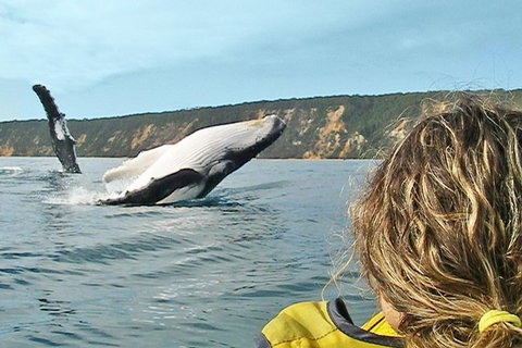 Half-Day Kayak With Dolphins And 4WD Beach Drive From Rainbow Beach - Hervey Bay Accommodation 7