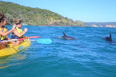 Half-Day Kayak With Dolphins And 4WD Beach Drive From Rainbow Beach - Hervey Bay Accommodation 3
