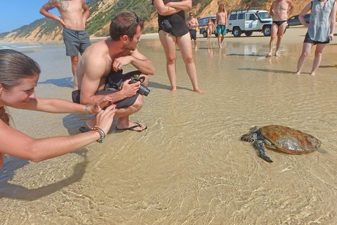 Half-Day Kayak With Dolphins And 4WD Beach Drive From Rainbow Beach - Hervey Bay Accommodation 11