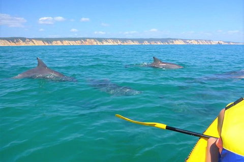 Half-Day Kayak With Dolphins And 4WD Beach Drive From Rainbow Beach - Hervey Bay Accommodation 2