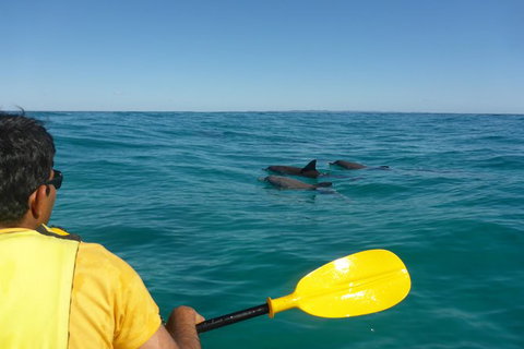 Half-Day Kayak With Dolphins And 4WD Beach Drive From Rainbow Beach - Hervey Bay Accommodation 6