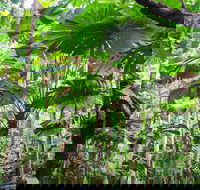 Cape Tribulation Daintree Rainforest and Wildlife Tour - Tourism Hervey Bay