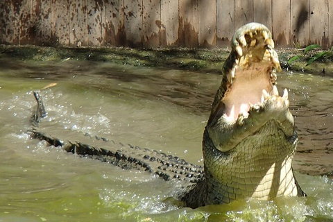 Hartley\'s Crocodile Adventures Day Trip From Palm Cove - Hervey Bay Accommodation 4