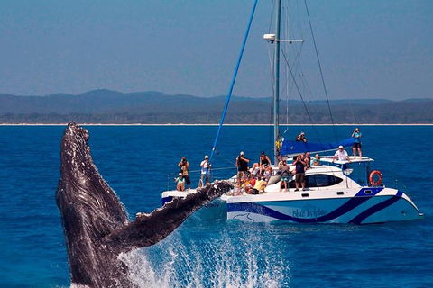 Blue Dolphin Exclusive Whale Watch Encounters - Tourism Hervey Bay 0
