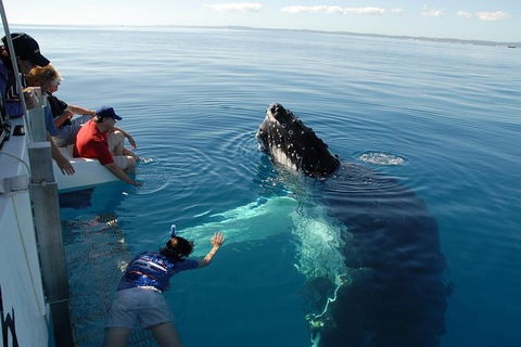 Blue Dolphin Exclusive Whale Watch Encounters - Tourism Hervey Bay 1