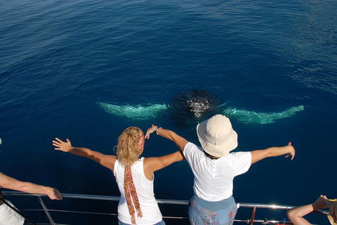 Blue Dolphin Exclusive Whale Watch Encounters - Tourism Hervey Bay 3