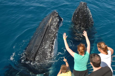 Blue Dolphin Exclusive Whale Watch Encounters - Tourism Hervey Bay 8