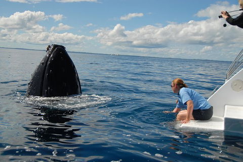 Blue Dolphin Exclusive Whale Watch Encounters - Tourism Hervey Bay 7