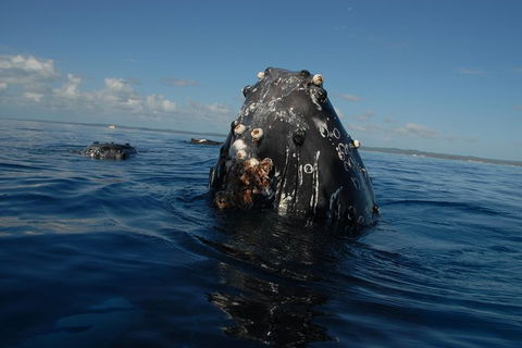 Blue Dolphin Exclusive Whale Watch Encounters - Tourism Hervey Bay 9