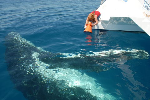 Blue Dolphin Exclusive Whale Watch Encounters - Tourism Hervey Bay 4