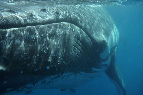 Blue Dolphin Exclusive Whale Watch Encounters - Tourism Hervey Bay 6