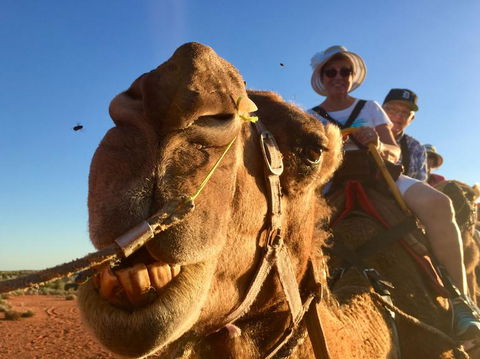 Uluru Small-Group Tour By Camel At Sunrise Or Sunset - Hervey Bay Accommodation 7