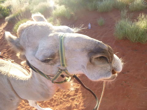 Uluru Small-Group Tour By Camel At Sunrise Or Sunset - Hervey Bay Accommodation 10