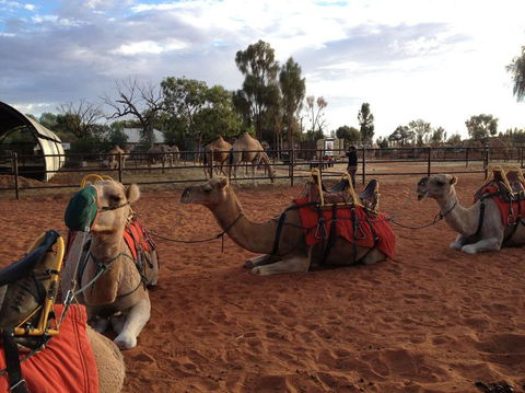 Uluru Small-Group Tour By Camel At Sunrise Or Sunset - Hervey Bay Accommodation 24