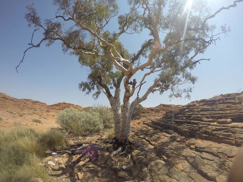 Kings Canyon Day Trip From Ayers Rock - Hervey Bay Accommodation 3