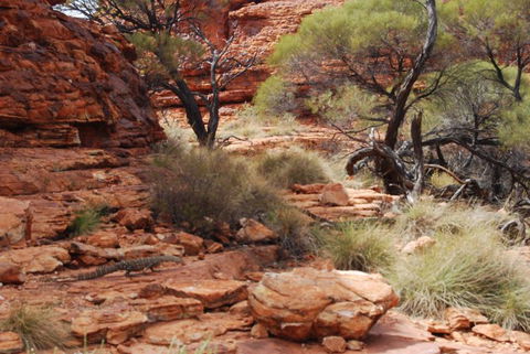 Kings Canyon Day Trip From Ayers Rock - Hervey Bay Accommodation 24