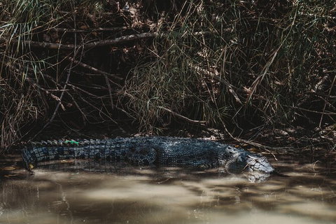 Kakadu Full-Day Tour From Darwin With Lunch - Tourism Hervey Bay 13