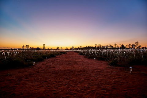 Uluru Field Of Light Sunrise Tour - Hervey Bay Accommodation 14