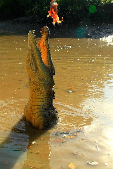 Litchfield And Jumping Crocodiles Full Day Trip From Darwin - Tourism Hervey Bay 7