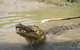 Litchfield And Jumping Crocodiles Full Day Trip From Darwin - thumb 17
