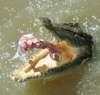 Darwin Jumping Crocodiles Cruise on Adelaide River - Tourism Hervey Bay
