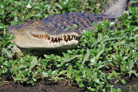 3-Day Kakadu National Park And Waterfalls Tour From Darwin - Tourism Hervey Bay 5