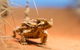 Alice Springs Desert Park General Entry Ticket - thumb 8