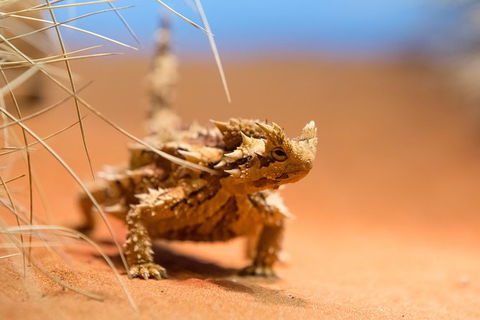 Alice Springs Desert Park General Entry Ticket - Hervey Bay Accommodation 8