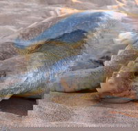 Turtle Tracks Tour to Bare Sand Island from Darwin - Tourism Hervey Bay