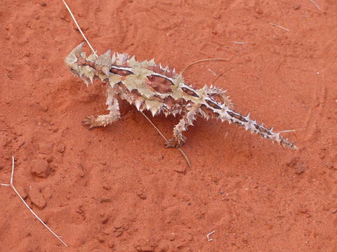 Alice Springs Highlights Half-Day Tour - Hervey Bay Accommodation 5