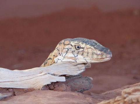 Alice Springs Highlights Half-Day Tour - Hervey Bay Accommodation 6