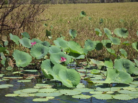 Katherine Day Tour From Darwin Including Katherine Gorge Cruise - Tourism Hervey Bay 15