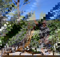 Private Shoalhaven Zoo Experience from Sydney - Hervey Bay Accommodation