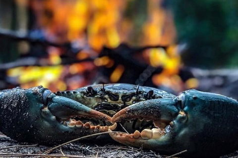 Pot To Plate Adventure - Hervey Bay Accommodation 11