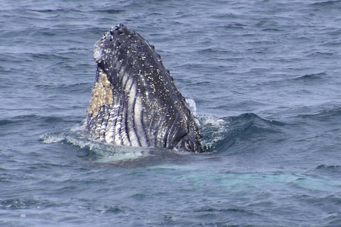 Jervis Bay Whale Watching Tour - Hervey Bay Accommodation 1