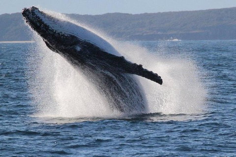 Jervis Bay Whale Watching Tour - Hervey Bay Accommodation 0