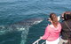Jervis Bay Whale Watching Tour - thumb 9