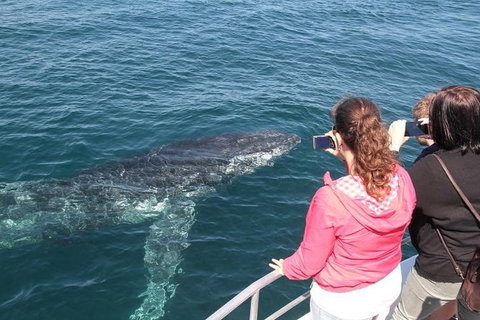 Jervis Bay Whale Watching Tour - Hervey Bay Accommodation 9