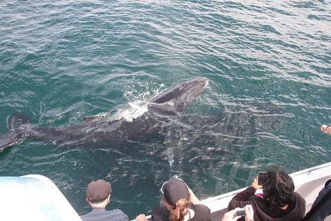 Jervis Bay Whale Watching Tour - Hervey Bay Accommodation 12