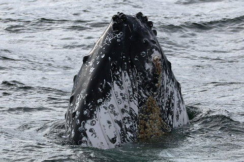 Jervis Bay Whale Watching Tour - Hervey Bay Accommodation 7
