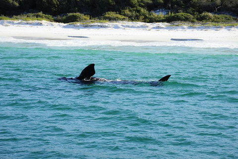 Jervis Bay Whale Watching Tour - Hervey Bay Accommodation 5