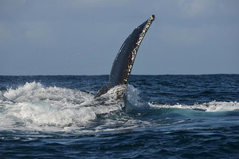 Jervis Bay Whale Watching Tour - Hervey Bay Accommodation 8