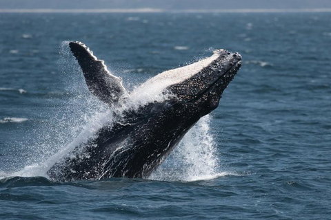 Jervis Bay Whale Watching Tour - Hervey Bay Accommodation 10