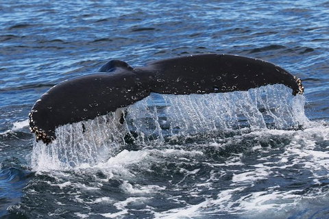 Jervis Bay Whale Watching Tour - Hervey Bay Accommodation 6