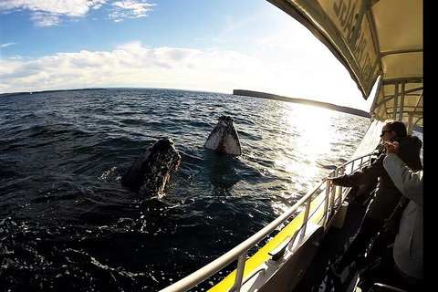 Jervis Bay Whale Watching Tour - Hervey Bay Accommodation 3