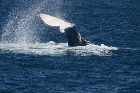 Jervis Bay Whale Watching Tour - Hervey Bay Accommodation 11