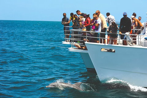 Jervis Bay Boom Netting And Dolphins Tour - Hervey Bay Accommodation 10