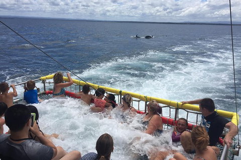 Jervis Bay Boom Netting And Dolphins Tour - Hervey Bay Accommodation 14